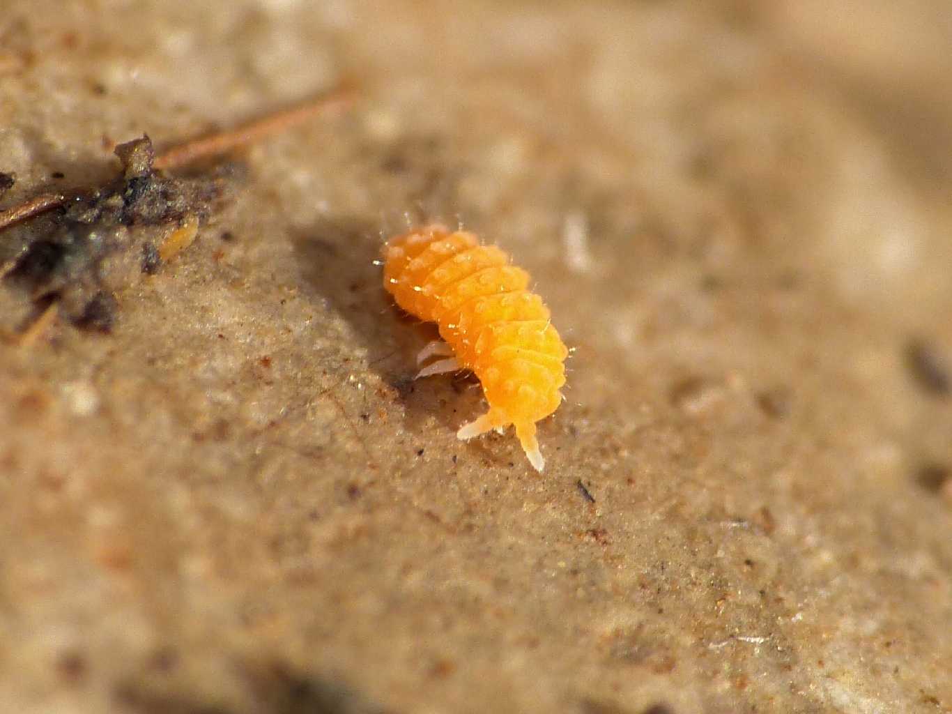 Bilobella aurantiaca (Caroli,1910)